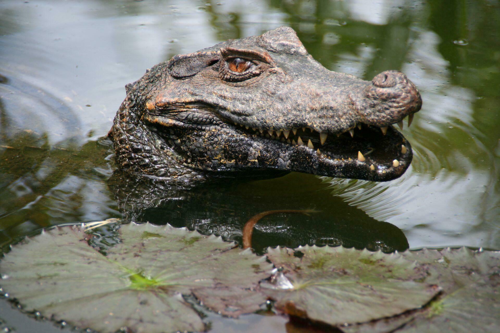 Que Voir En Guyane Nos Visites Incontournables