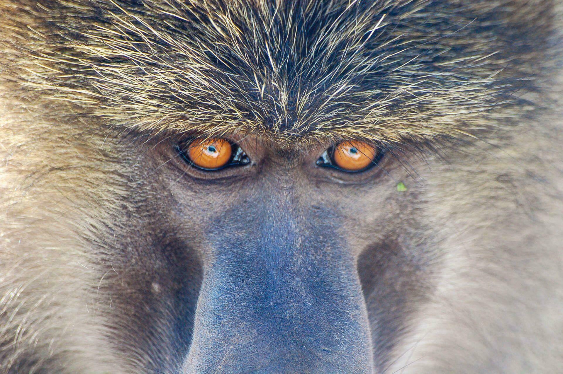 quel zoom pour safari photo