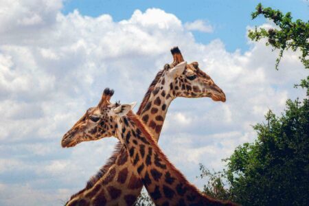 5 conseils pour réussir son safari photo en Tanzanie et au Kenya