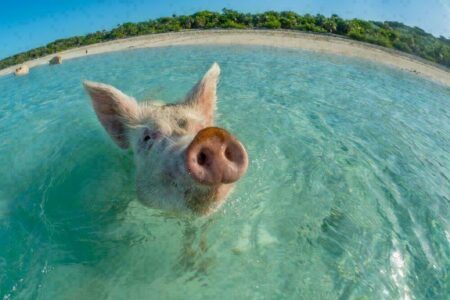 Aux Bahamas, on peut nager avec les cochons !