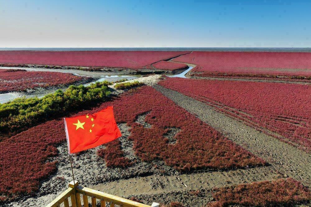 Plage rouge de Panjin en Chine