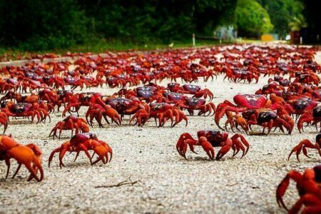 Ile Christmas : l’incroyable île aux crabes