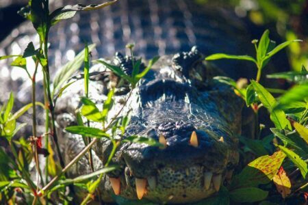 Écotourisme au Brésil : explorez le Pantanal