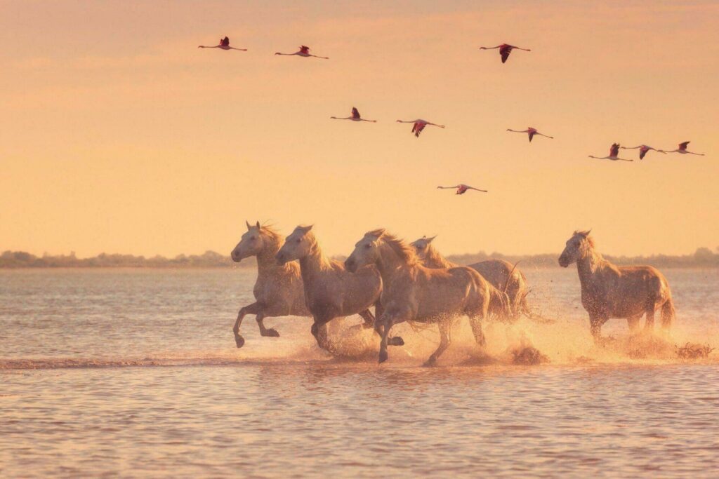 Camargue autour de Nîmes