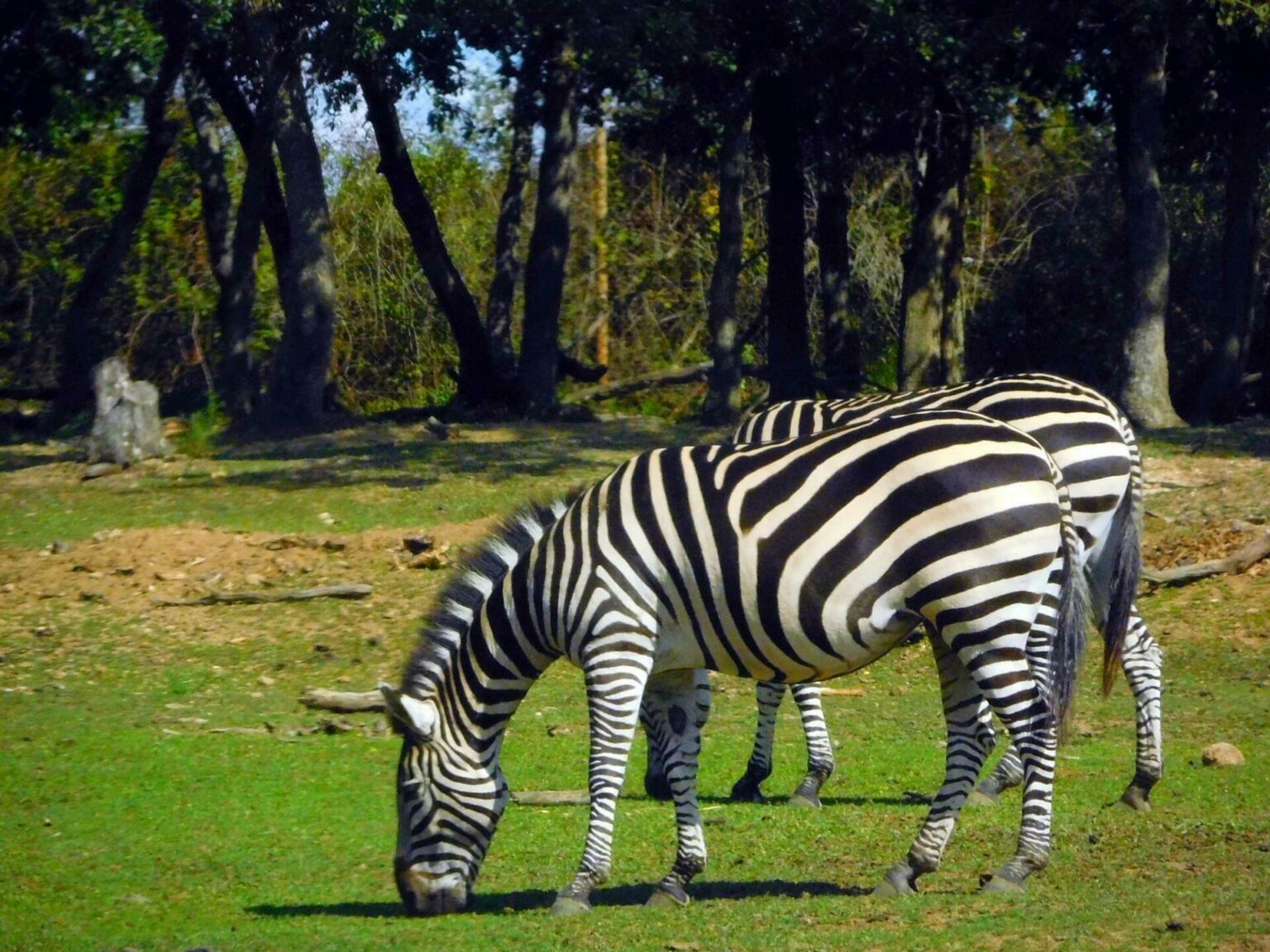 safari zoo en france