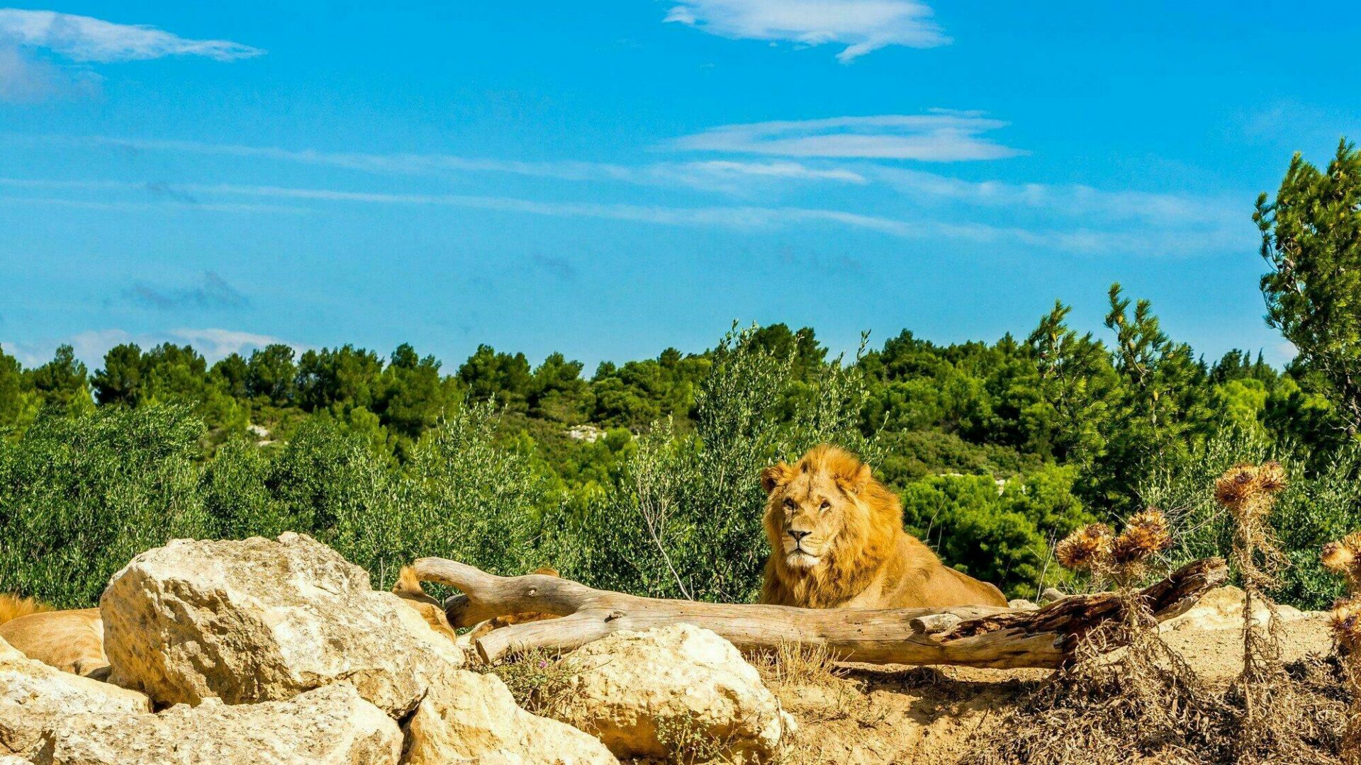 france zoo safari