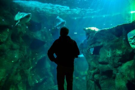 Quel est le plus bel aquarium de France ? Voici nos 12 préférés !