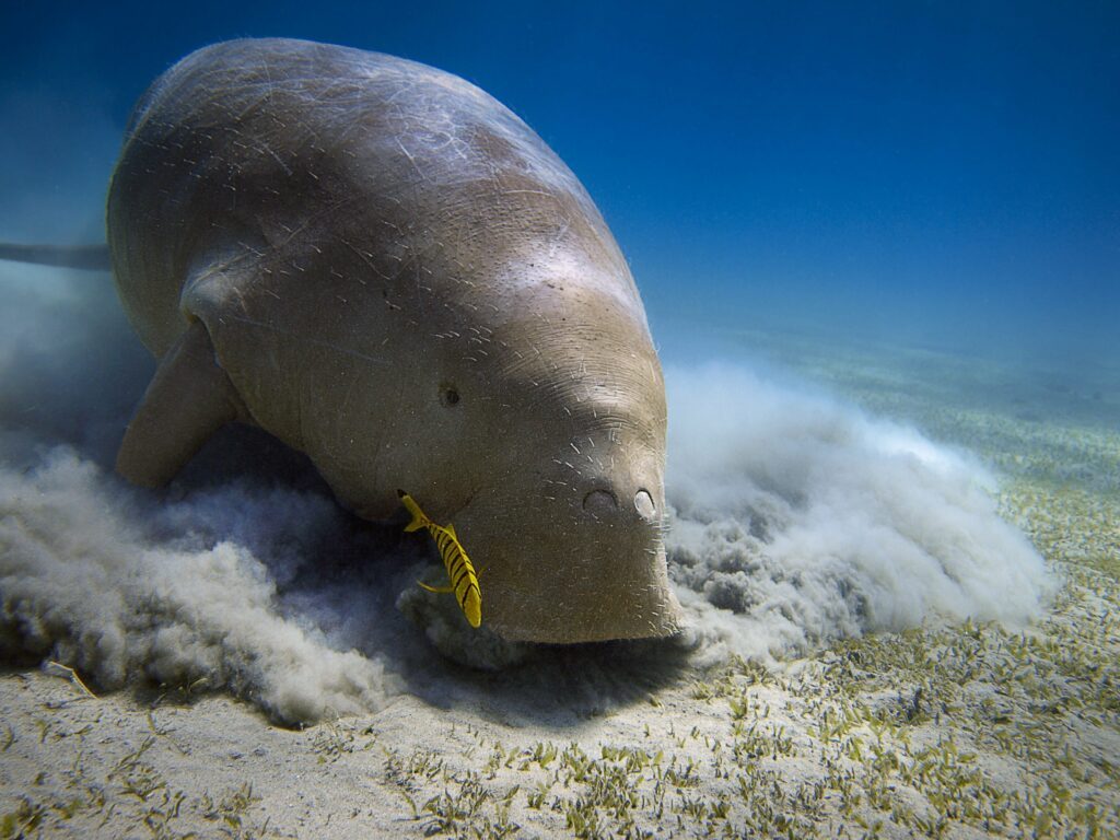 dugong étrange