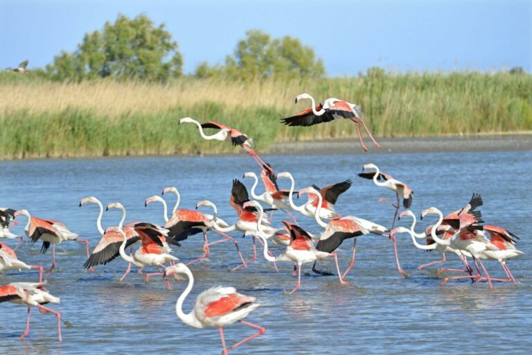 Que Faire En Camargue Voici Nos Id Es De Visites