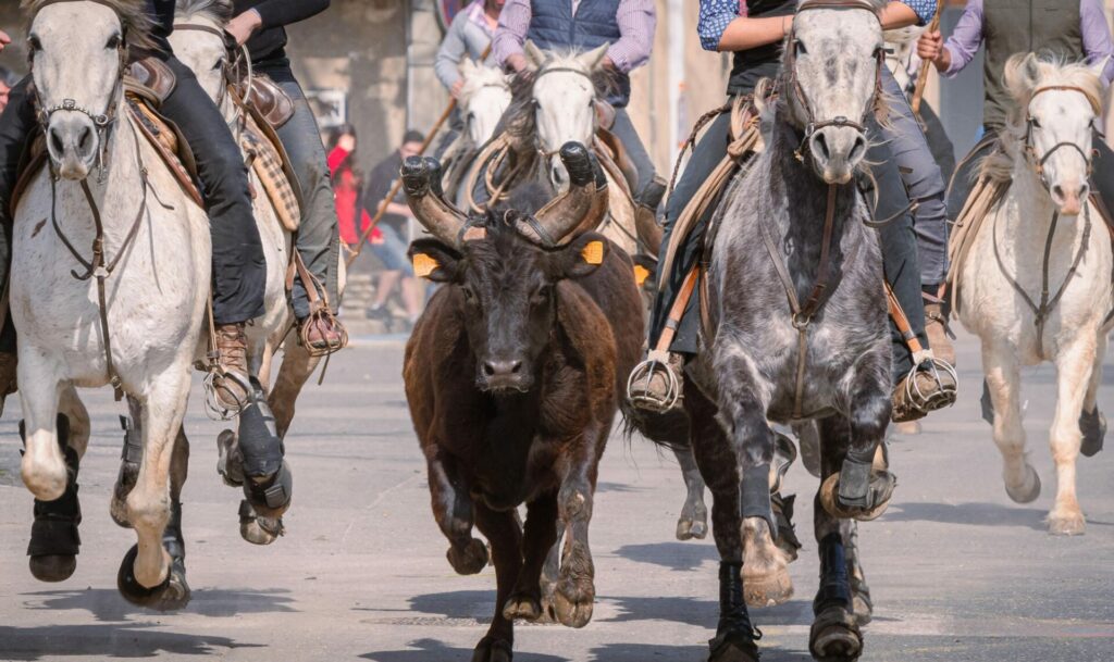 Un abrivado en Camargue