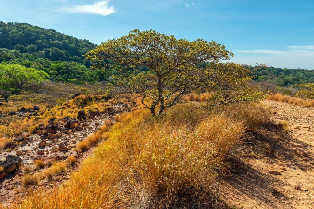 Le parc National de Rincon de la Vieja