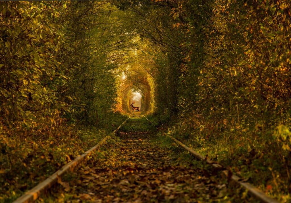 Le tunnel de l'Amour