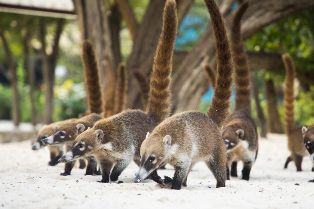 Des coatis à nez blanc