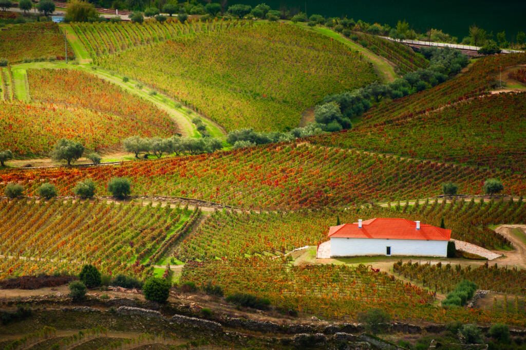 Vineyards in Douro river valley in Portugal. Portuguese wine region. Beautiful landscape in early autumn