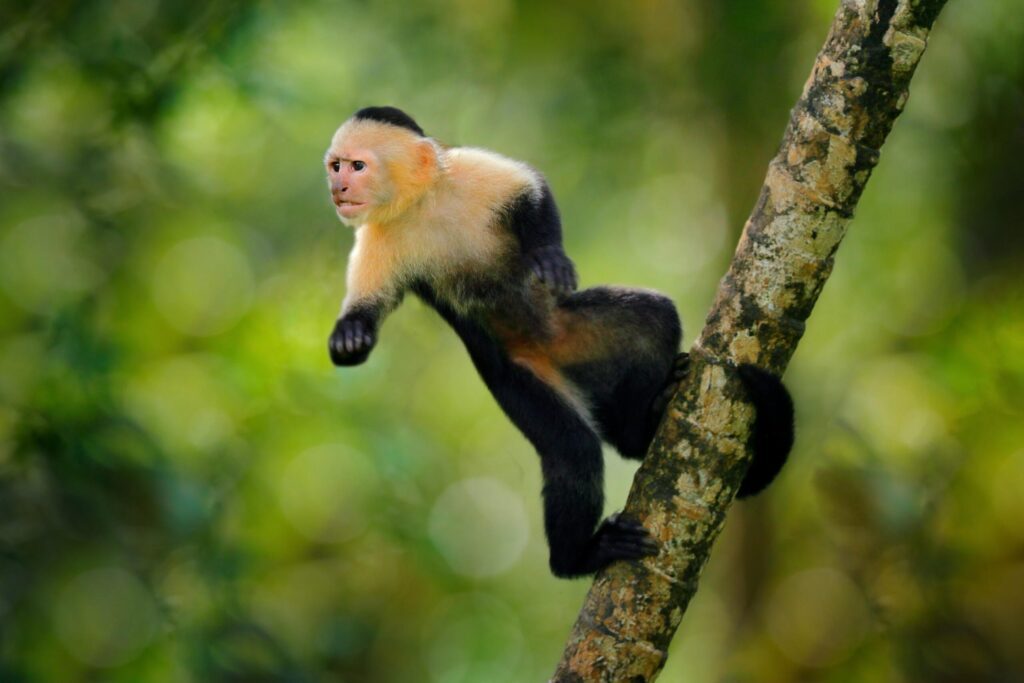 Le singe capucin à tête blanche