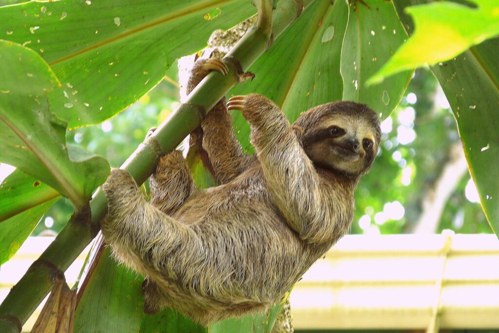 Les paresseux du Costa Rica