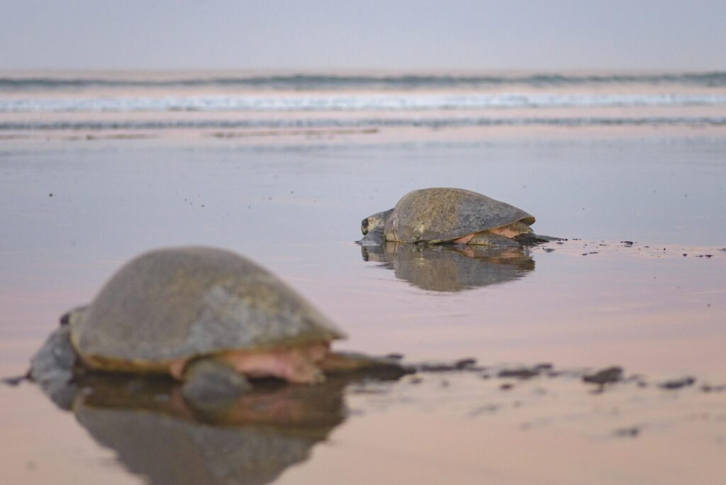 Les tortues du Costa Rica