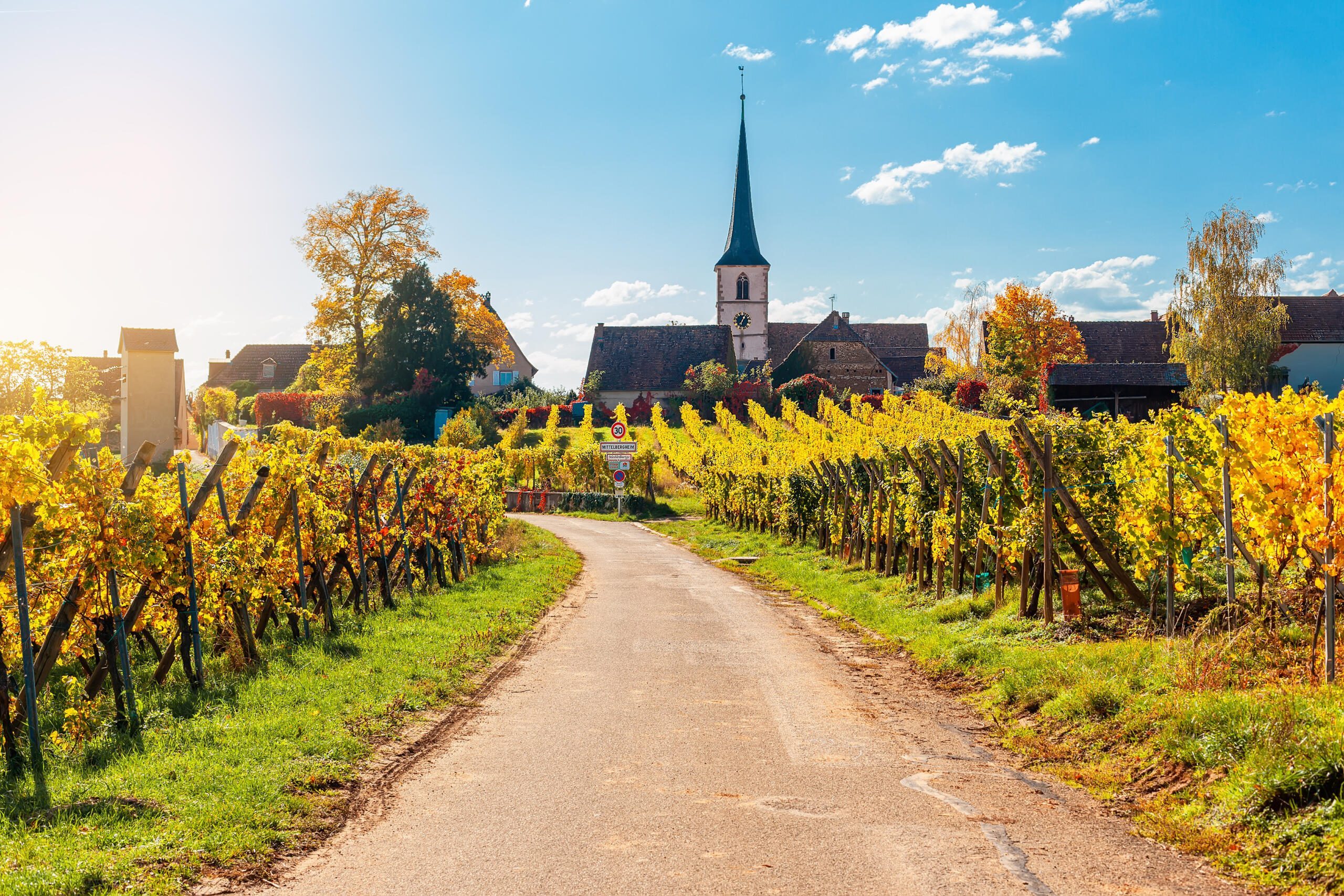 Les vignes d'Alsace en automne près du village de Mittelbergheim