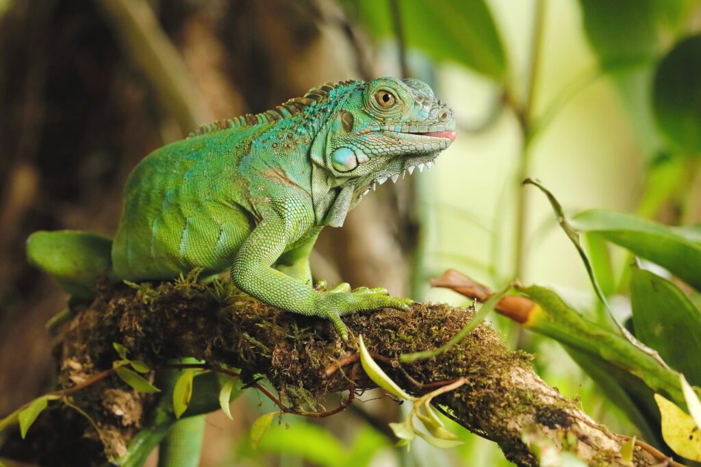 Un Iguane vert