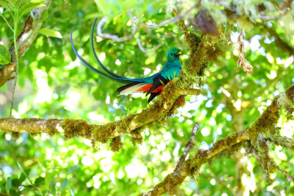 Un Quetzal resplendissant au Cerro de la Muerte