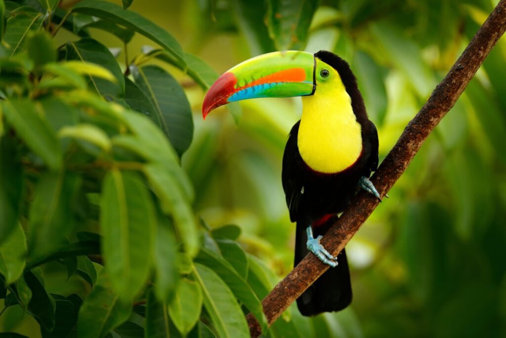 Un Toucan dans la forêt