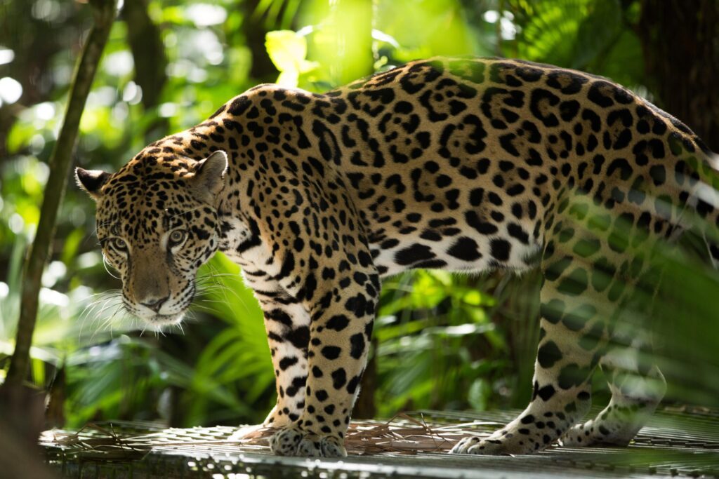 Un jaguar dans un parc national au Costa Rica