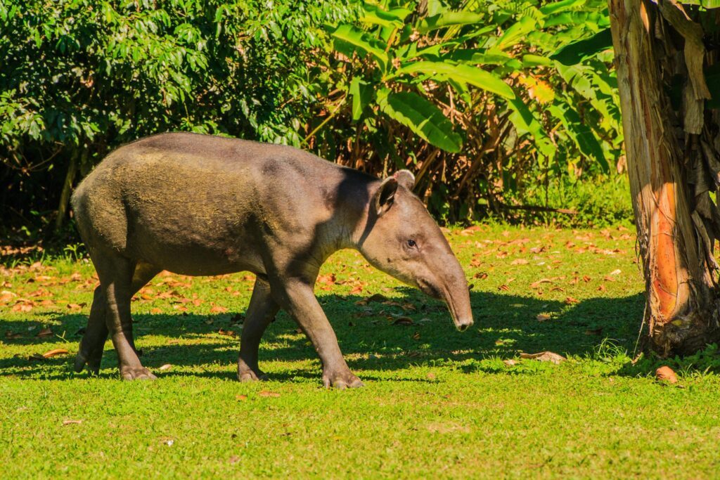 Bairds Tapir  Costa Rica 1