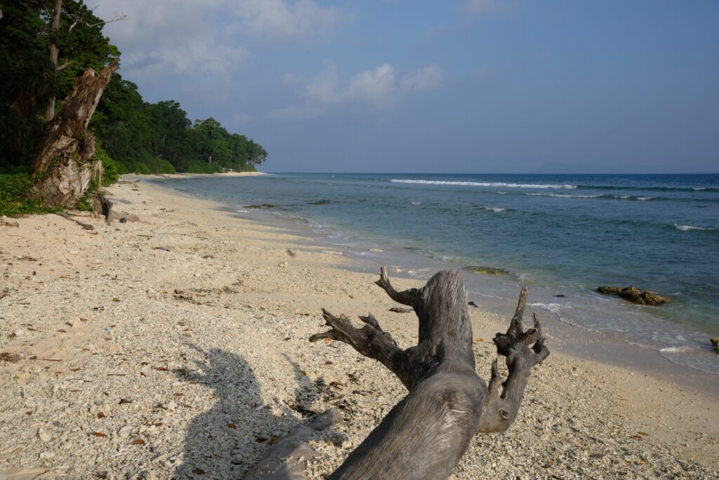 Driftwood, Laxmanpur Beach, Neil Island, Shaheed Dweep, Andaman and Nicobar Islands, Union Territory, UT, India