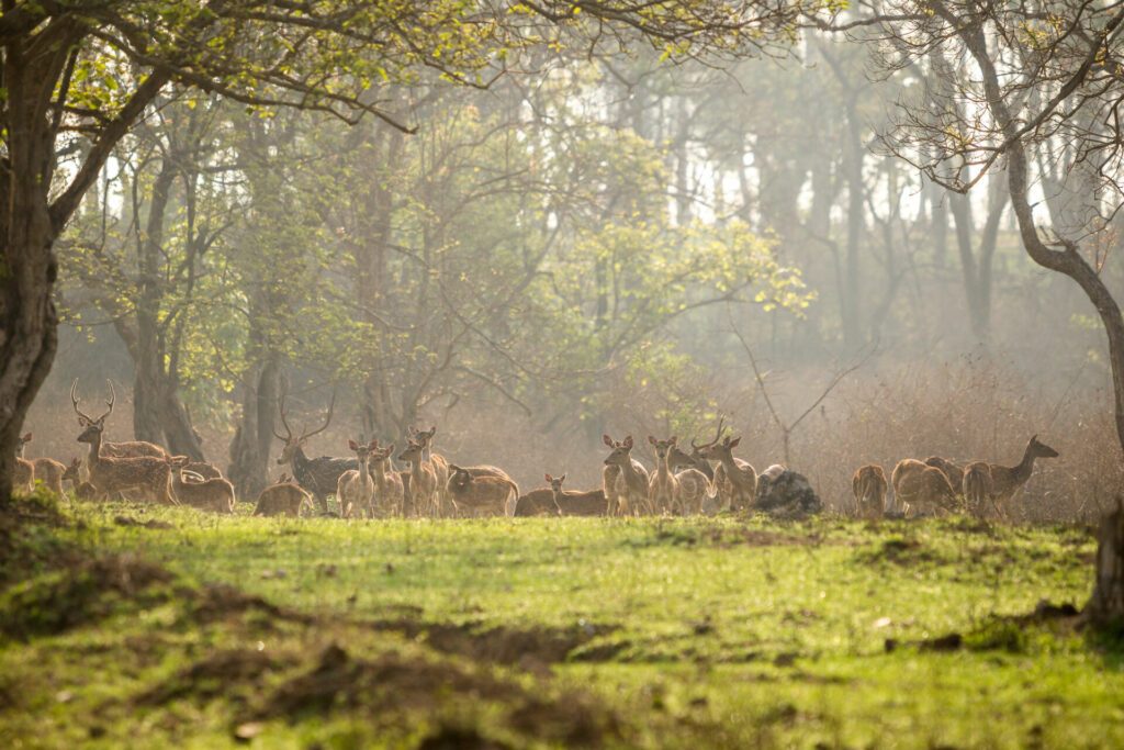 Group of deer at the forest, Bandipur National Park, Karnakata, India