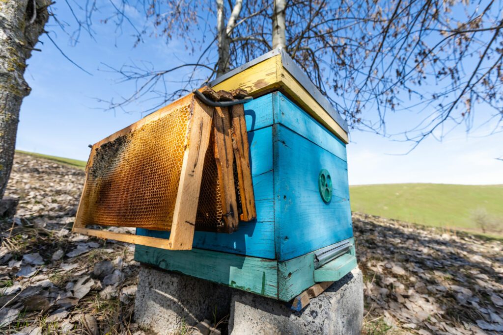 Beehives in a field with trees, hives.