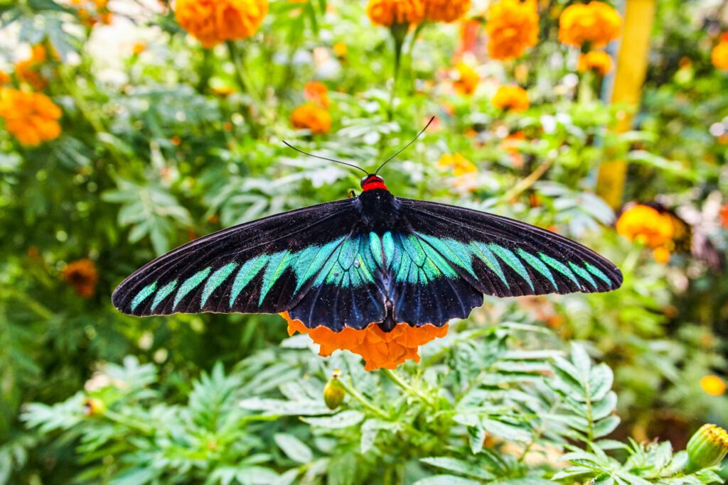 Rajah Brooke's birdwing butterfly in Malaysia tropical forest