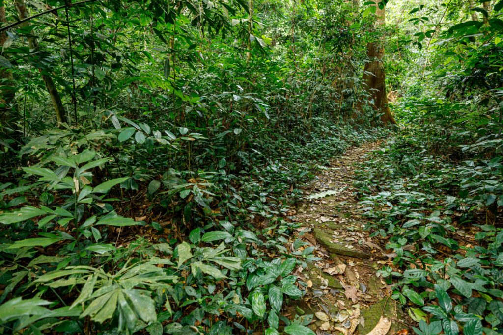 The jungle of Cuc Phuong at Ninh Binh in Vietnam