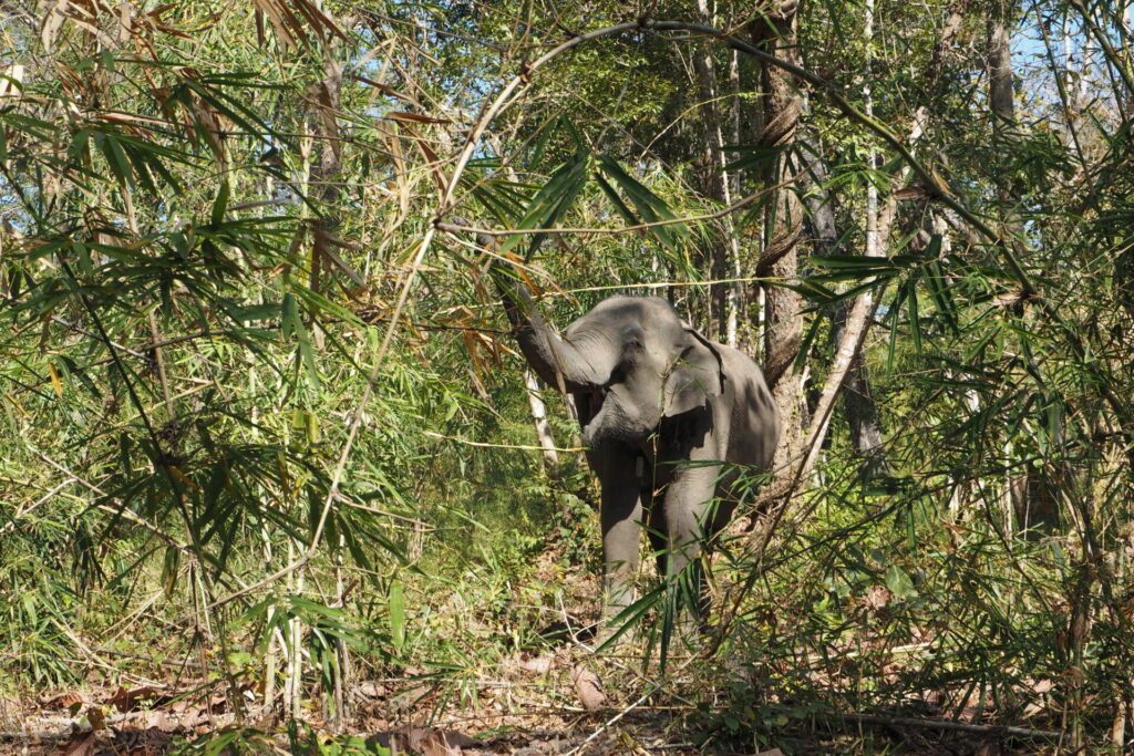 Wild Female Asian Elephant in Yok Don Forest National Park, Vietnam