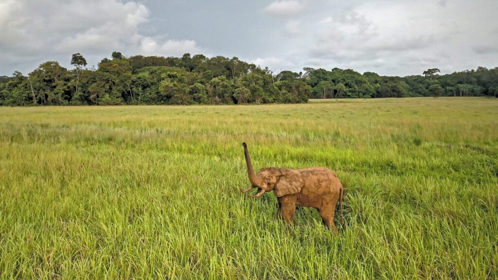 Éléphant dans la savane de Nyonié au Gabon