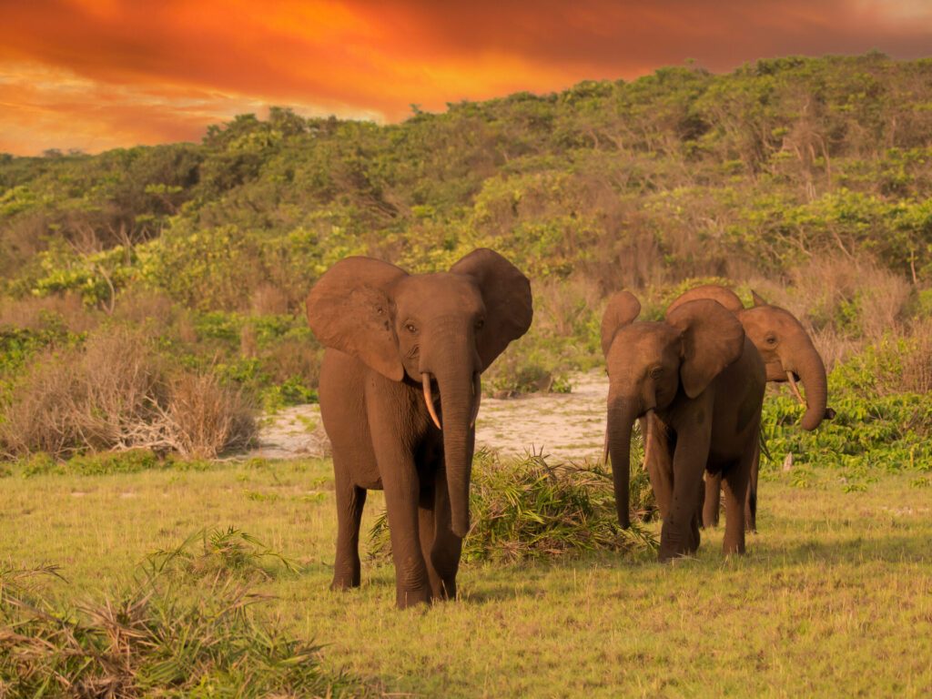 Eléphants dans le Parc national de Loango