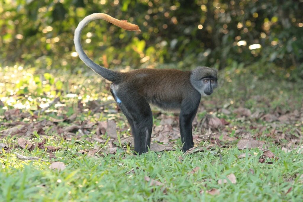 Gabon Le parc de la Lékédi singe