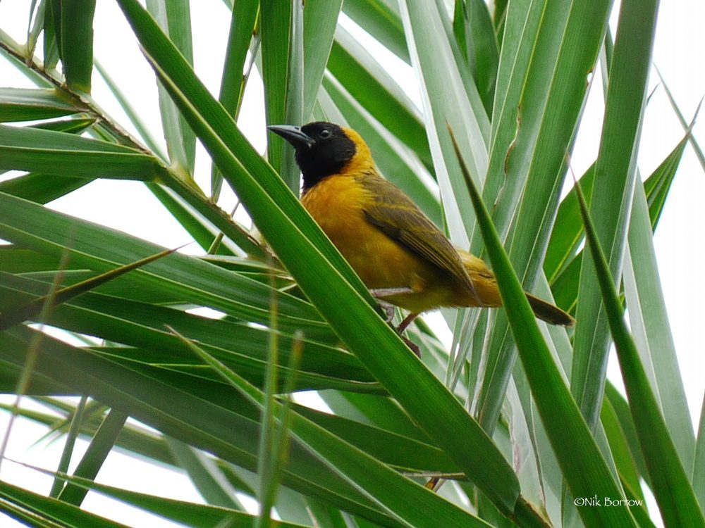 Gabon Parc national Akanda oiseau