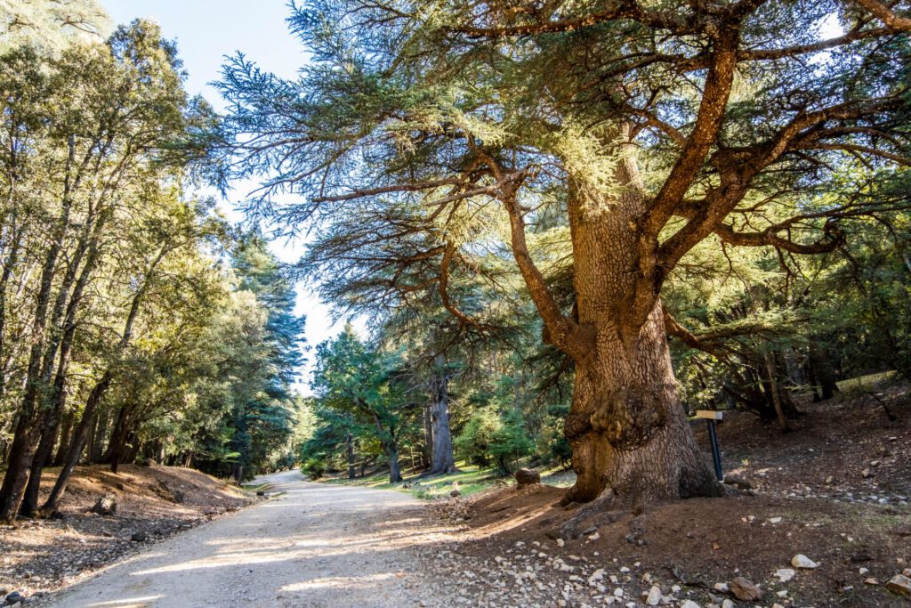 La forêt de cèdres de Gouraud au Maroc