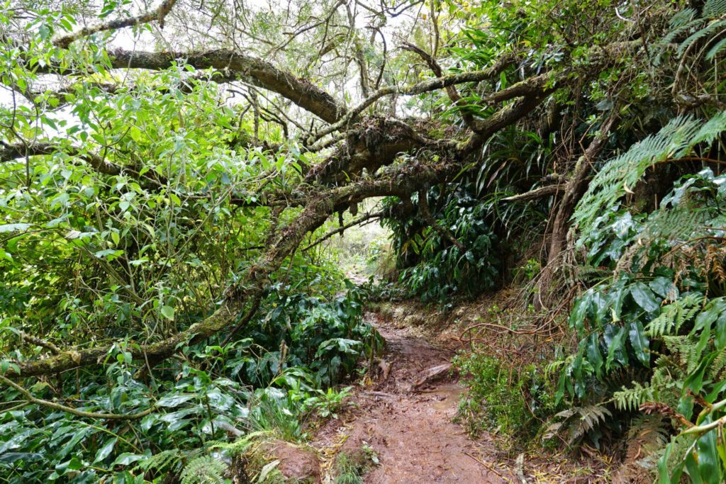 Trek sur l'île de le Réunion dans la plaine des Chicots dans le brouillard et la pluie (forêt tropicale et fougères arborescentes)