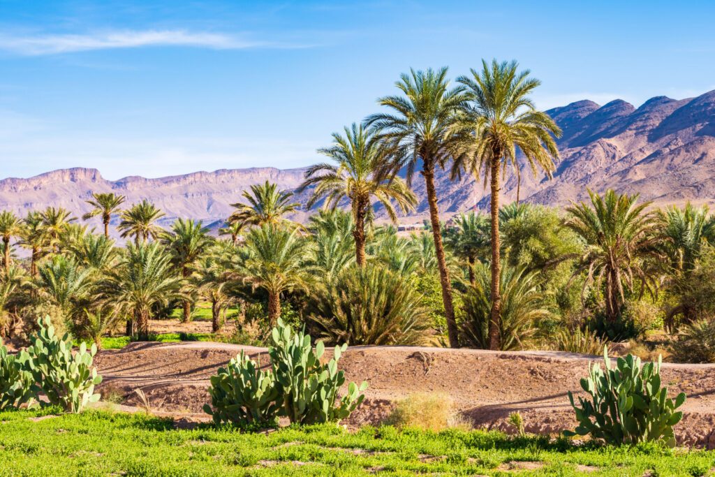 Les palmeraies de Zagora