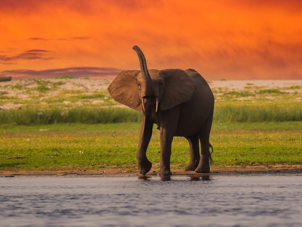 Paysage Gabon elephant coucher de soleil