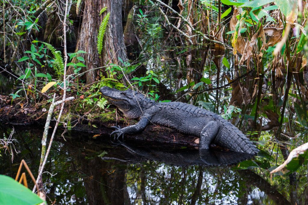 Alligator dans le parc des Everglades (Floride)