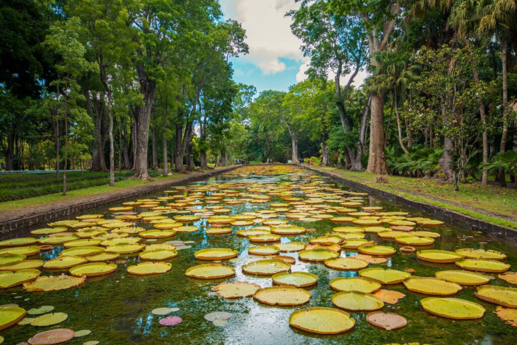 Le Jardin de Pamplemousse, île Maurice