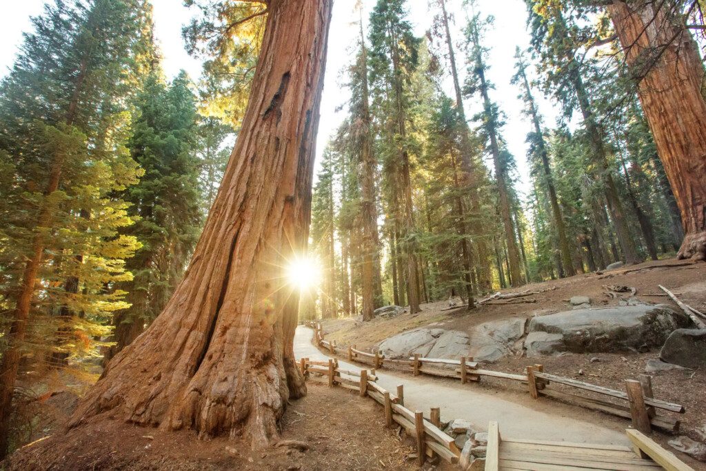 Les arbres majestueux du Parc National de Sequoia