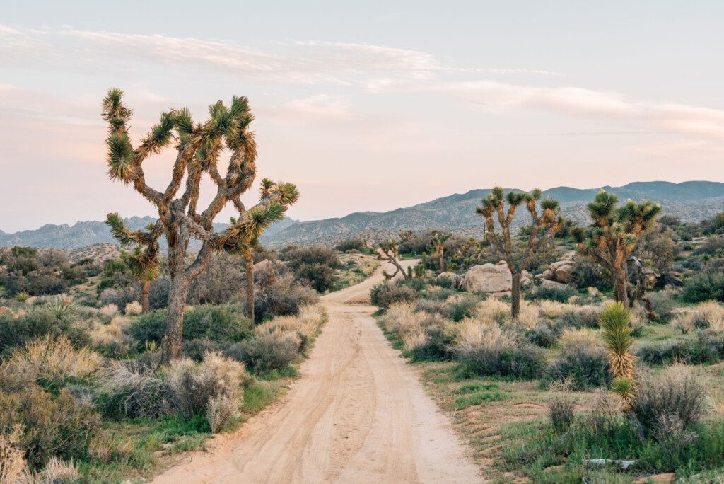 Parc National de Joshua Tree (Californie)