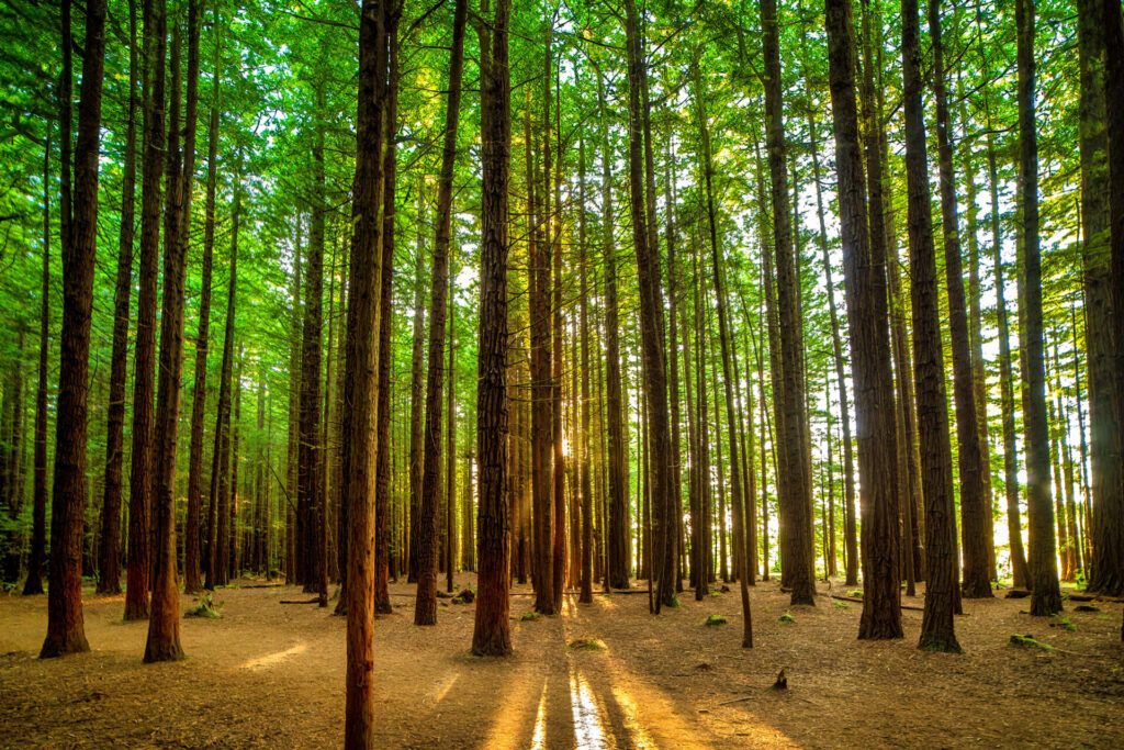 Redwoods forest (Rotorua)