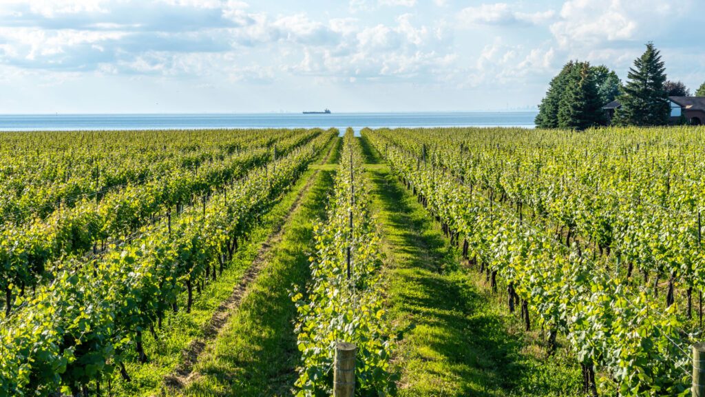 Vignobles de la région de Niagara - Ontario