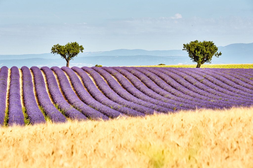 Champs de lavande au plateau de Valensole en Provence