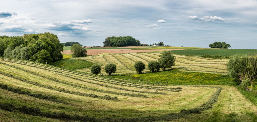 Collines verdoyantes de la campagne flamande de Pajottenland