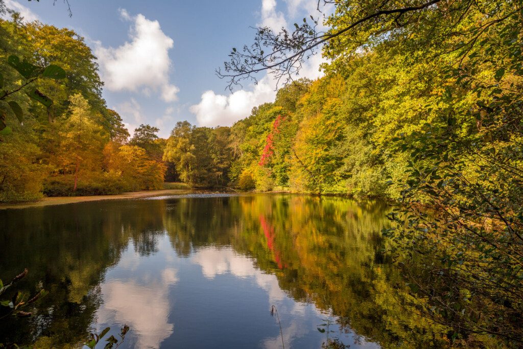 Forêt de Soignes (Zoniënwoud) tout proche de Bruxelles